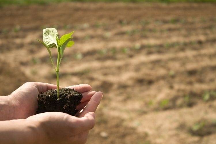 Điều kiện bảo hộ quyền đối với giống cây trồng 1 dieu kien bao ho quyen doi voi giong cay trong